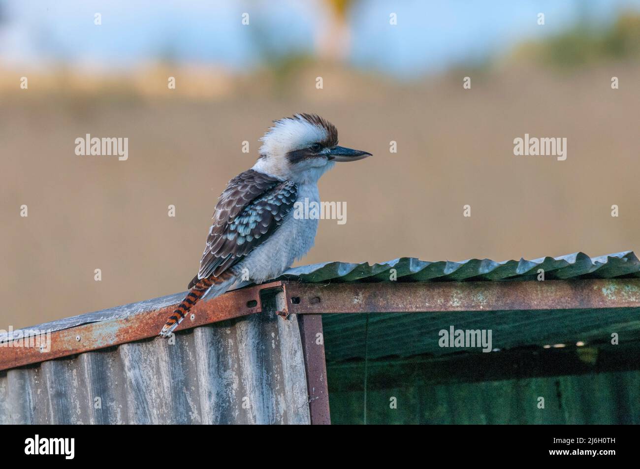 Australian Kookaburra, The laughing kookaburra is a bird in the kingfisher subfamily Halcyoninae, seen here resting on an old tin shed Stock Photo