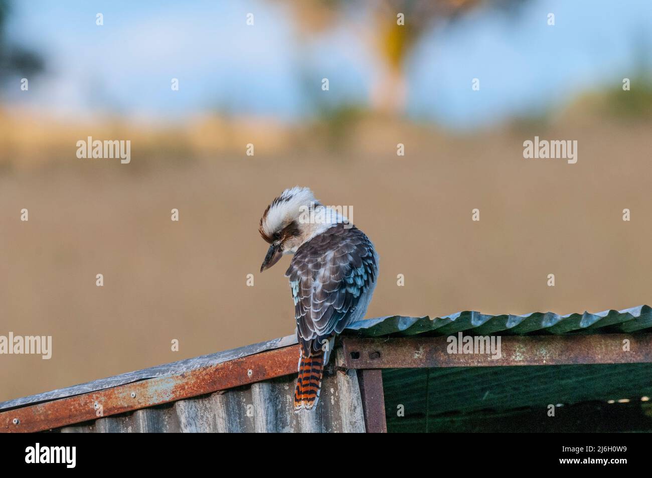 Australian Kookaburra, The laughing kookaburra is a bird in the kingfisher subfamily Halcyoninae, seen here resting on an old tin shed Stock Photo
