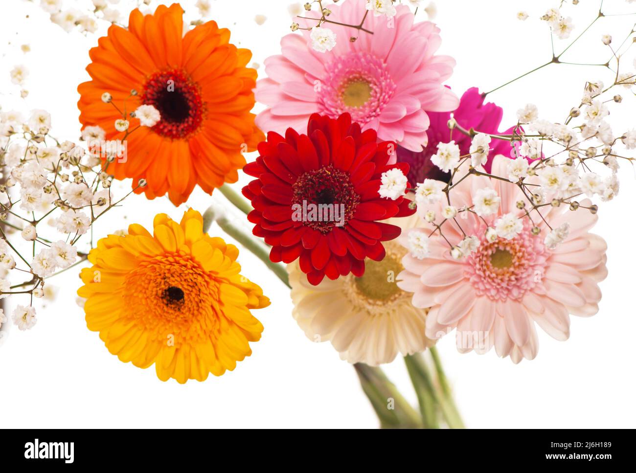 Colourful Gerbera daisies on a sparkly pastel background Stock Photo