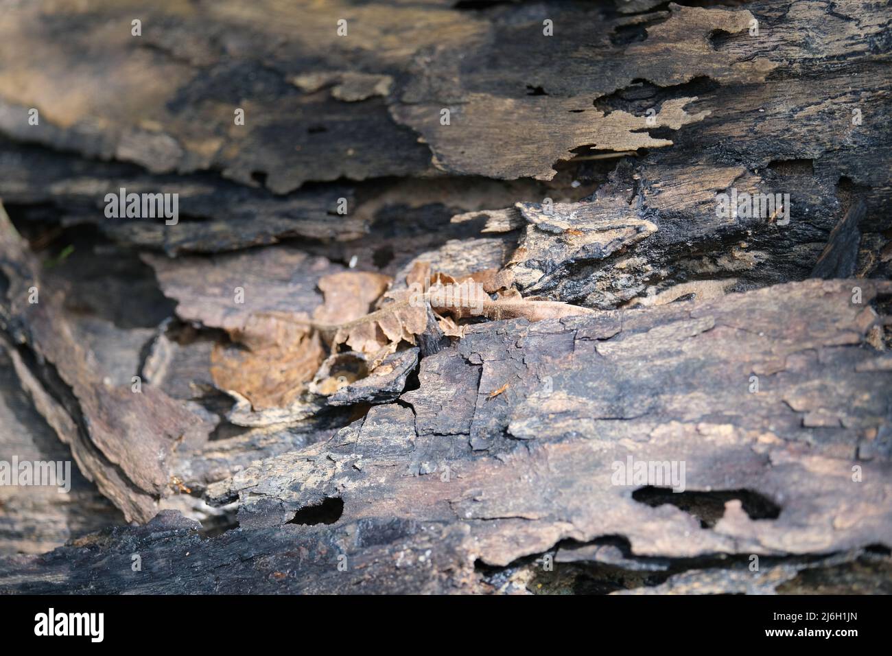 A tree bark, old, weathered and worm-eaten, patrolled by big ants Stock Photo