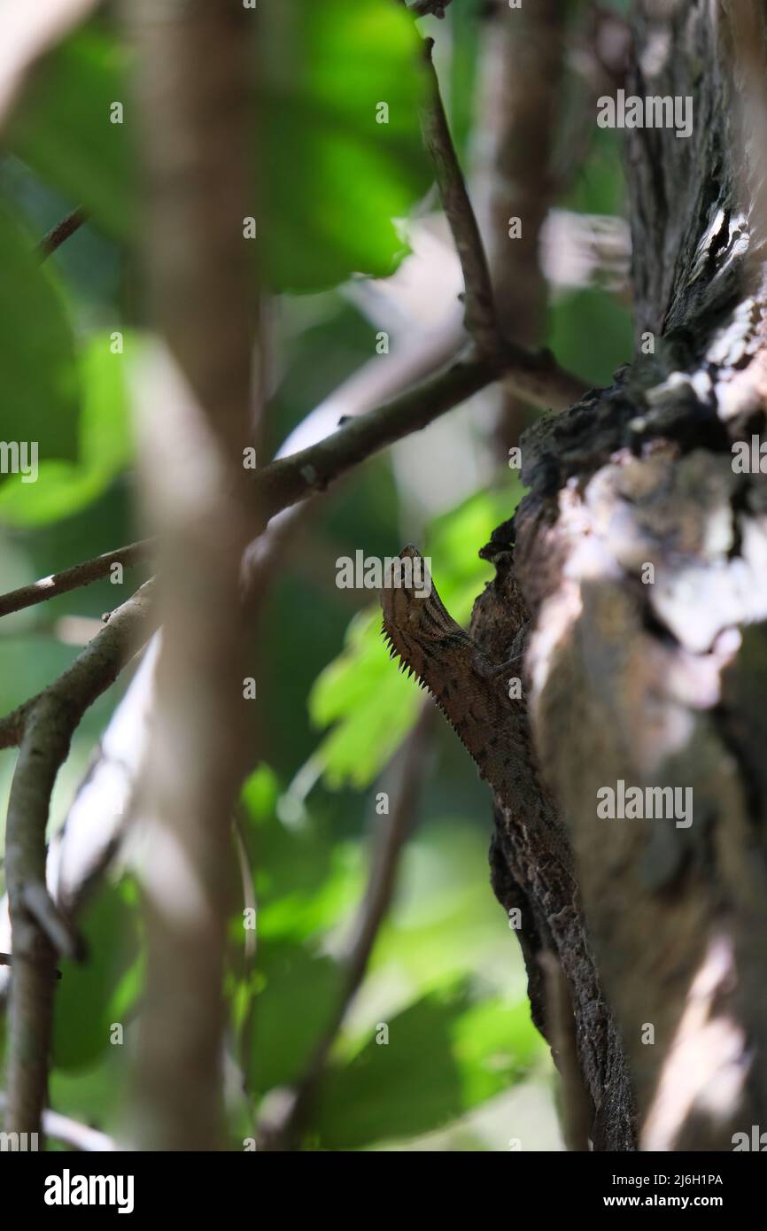 A perfect camouflage of a little dragon, hiding in a plain sight on a tree trunk Stock Photo