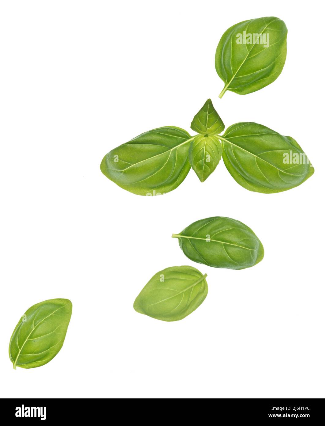 Basil leaves isolated on white background Stock Photo Alamy