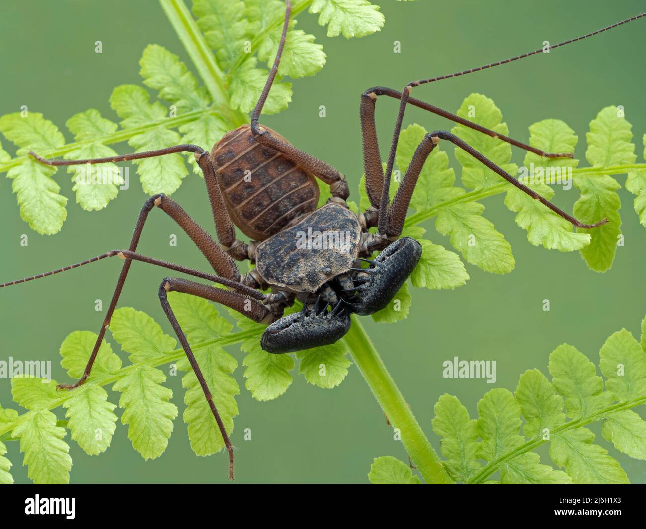 long-legged tailless whip scorpion, Phrynus barbadensis, on a fern frond Stock Photo