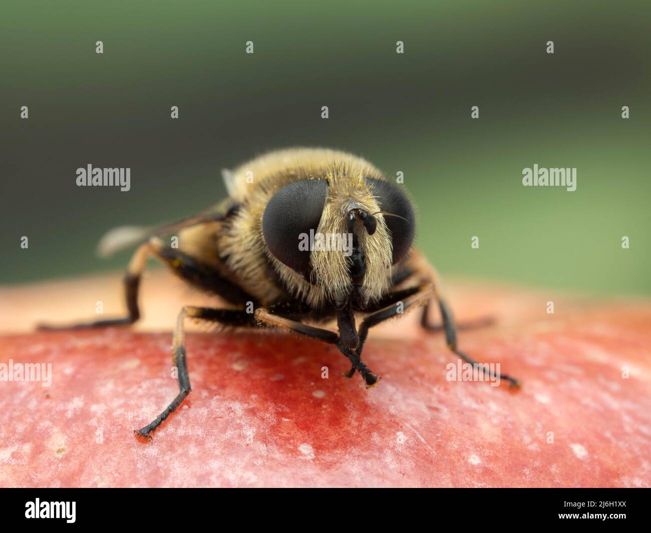 orange-spotted drone fly (Eristalis anthophorina) on an apple rubbing its front legs together to clean them Stock Photo