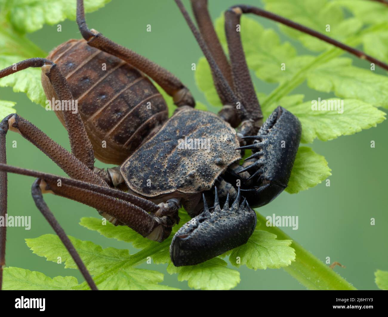 close-up of a tailless whip scorpion, Phrynus barbadensis, on a fern frond, from above Stock Photo
