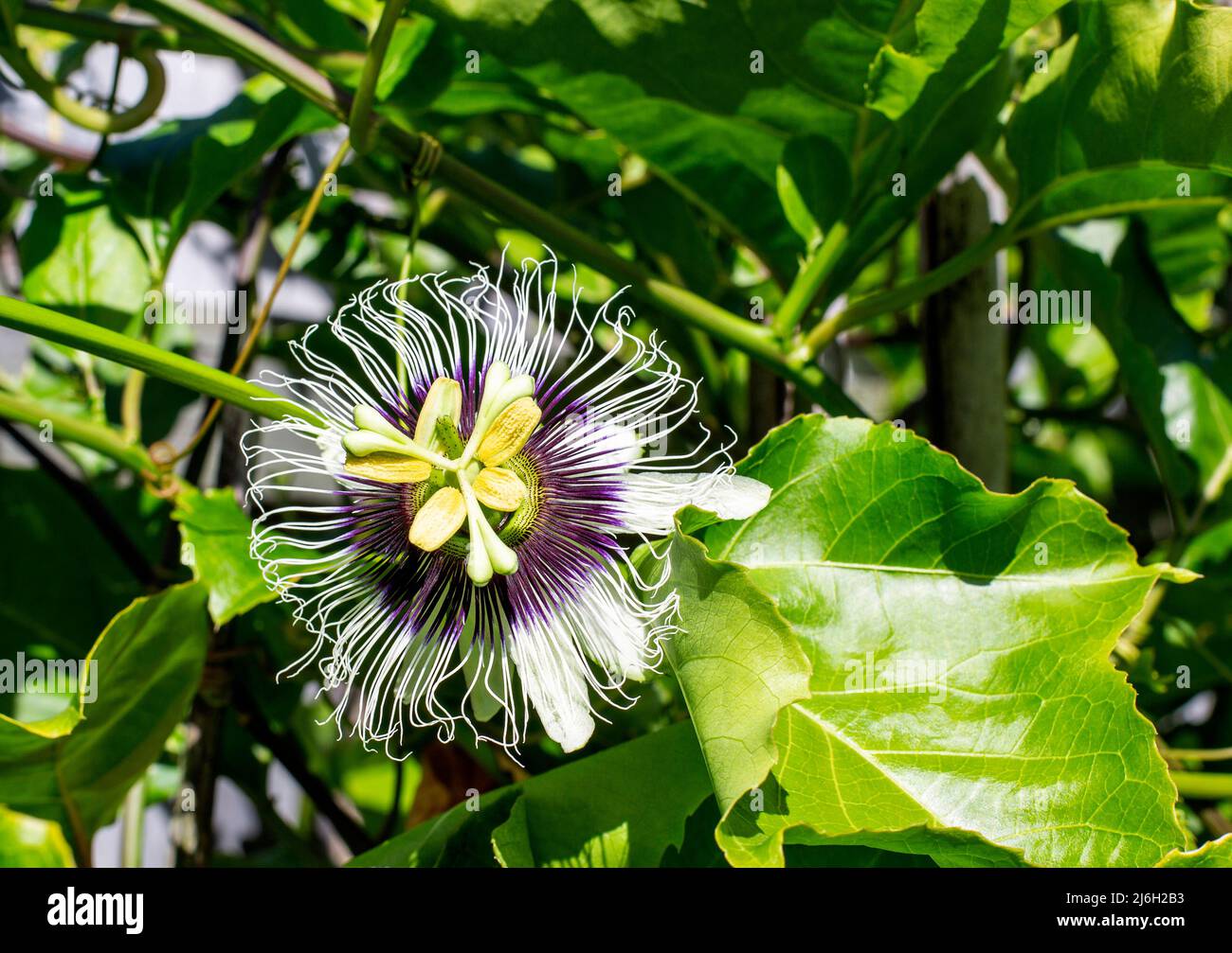 Passion fruit flowers (passiflora edulis) and on the vine Stock Photo