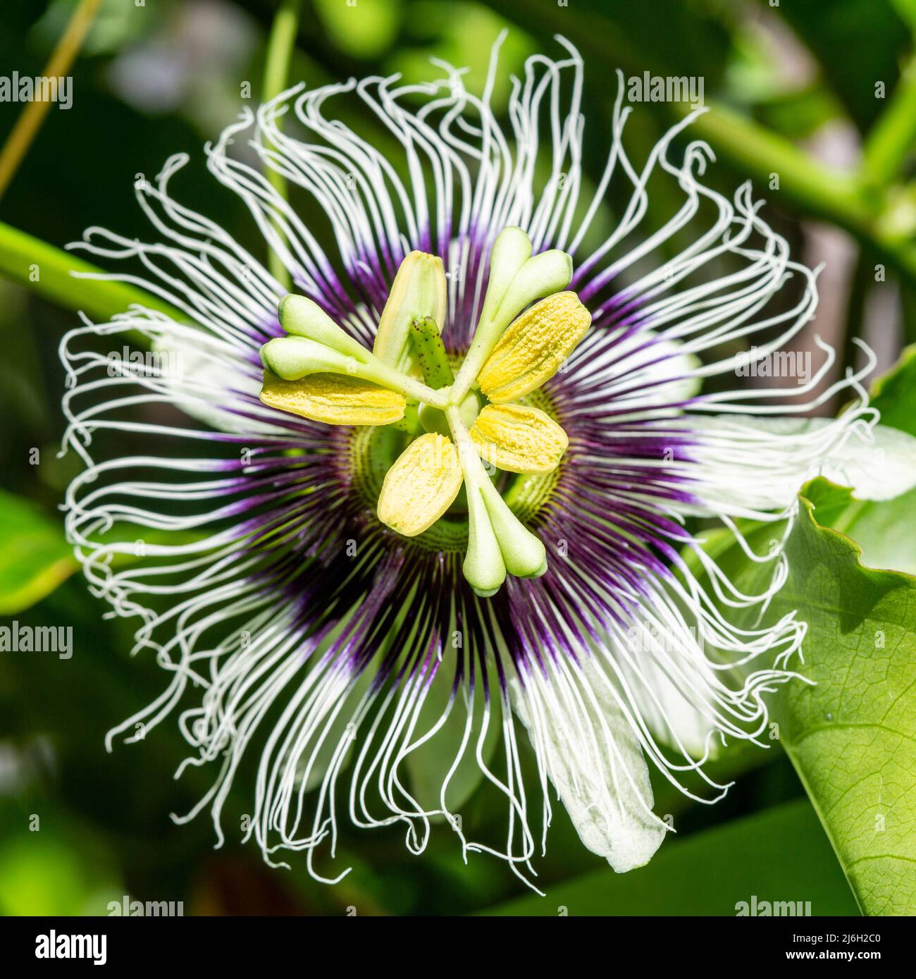 Passion fruit flower (passiflora edulis) and on the vine Stock Photo
