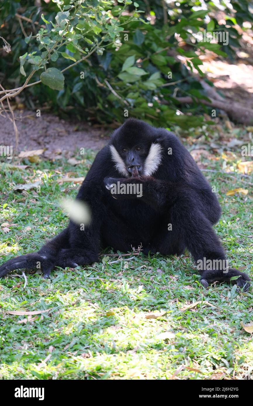 A medium size primate is biting its thumb while in thoughts under a tree canopy Stock Photo