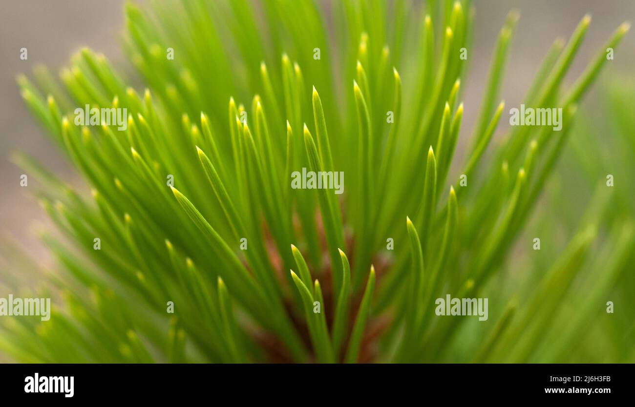 Ponderosa Pine tree needles Stock Photo