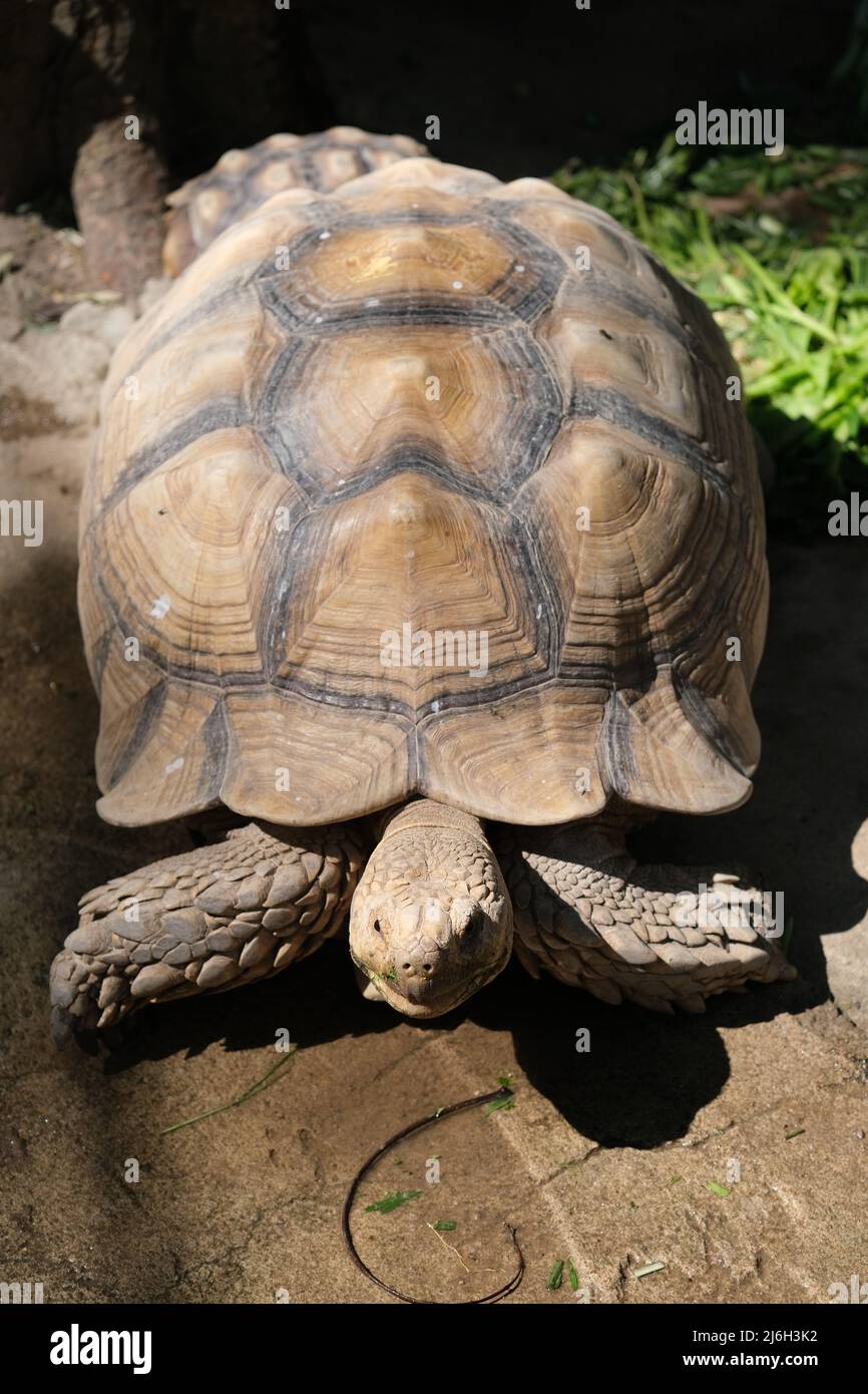 Close-up view of a giant turtle, relaxing in a sunshine Stock Photo - Alamy