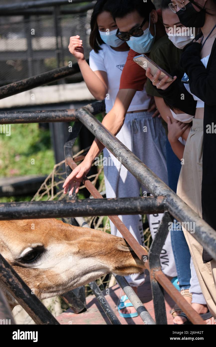 Chonburi  Thailand - December 5 2021: A group of excited people feeding a grown giraffe Stock Photo