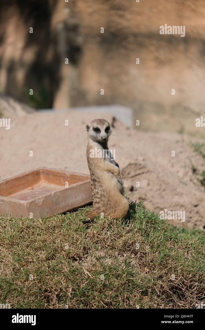 A cute standing gopher turns around to cameraman Stock Photo