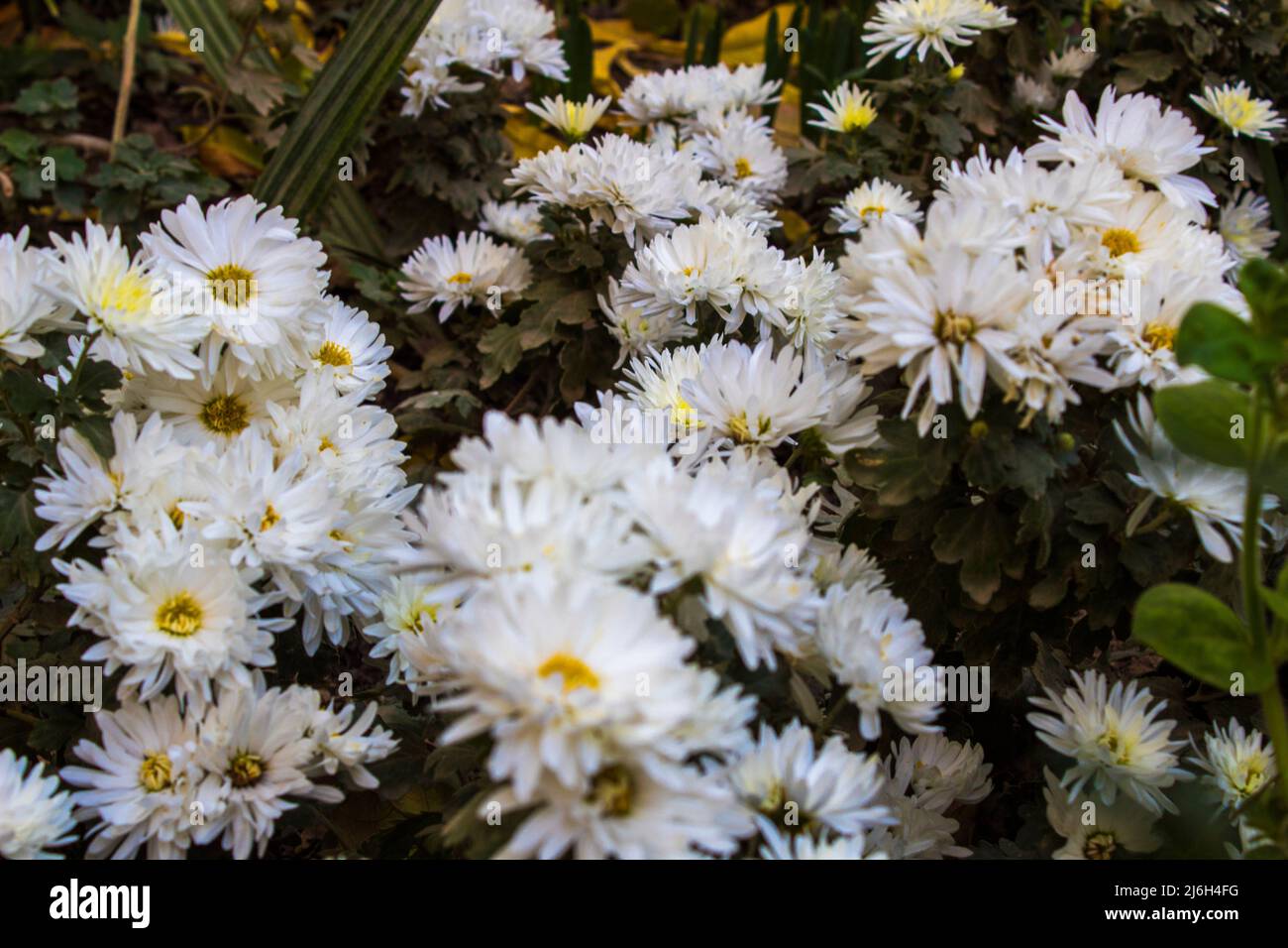 close up Chrysanthemum flower . White flowers in the garden . This flower grow in the winter and likes cold weather . this is a kinds of Asian flower Stock Photo