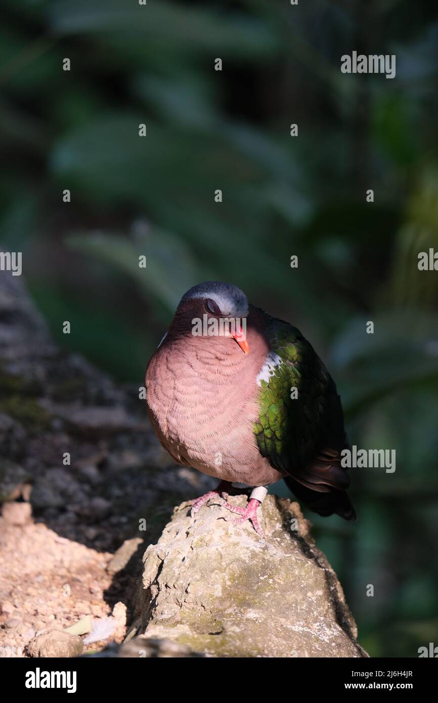 A very cute multicolored bird from pigeon family is dreaming on a sunlit rock Stock Photo