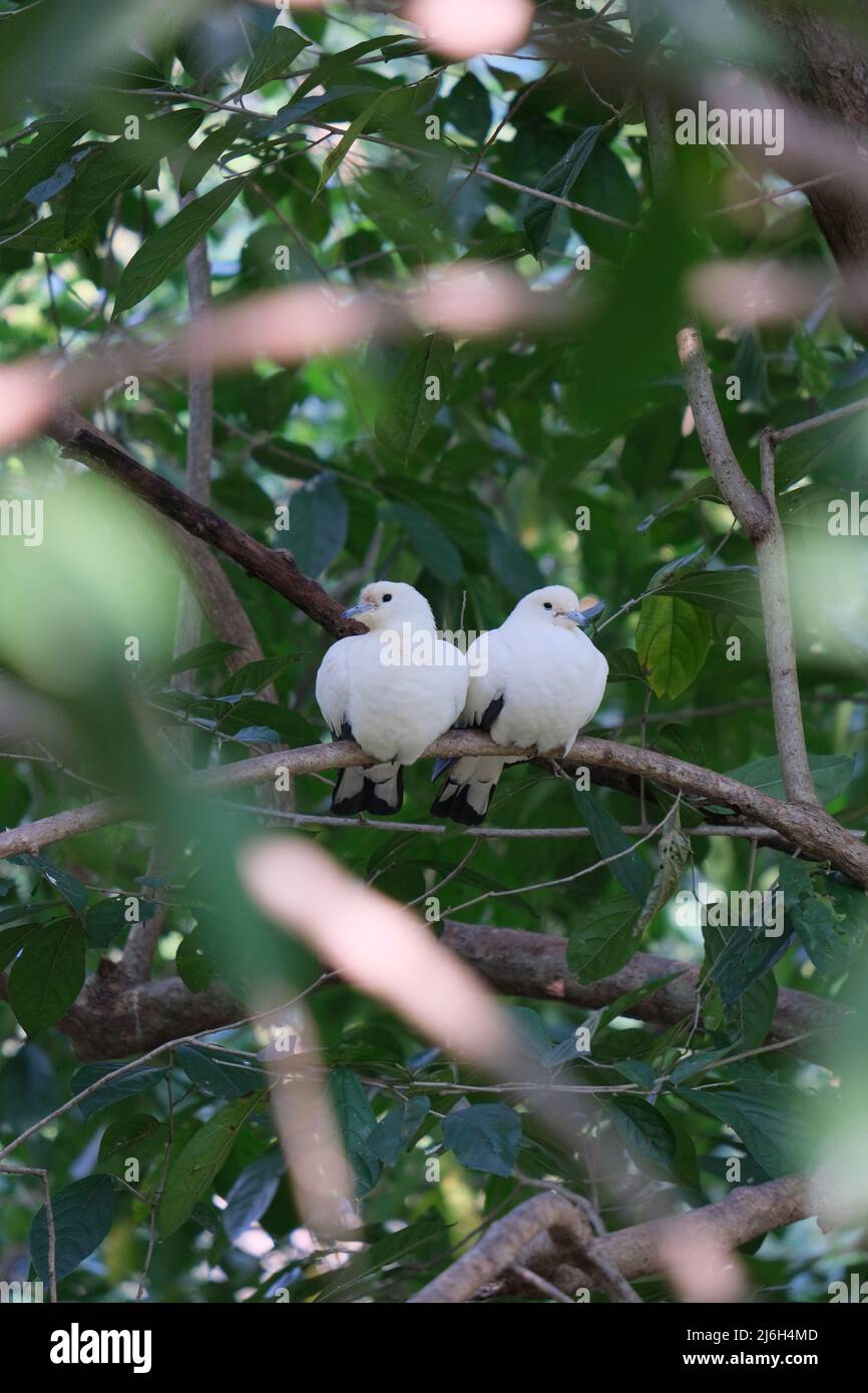 A couple of white birds  are hiding among the leaves Stock Photo