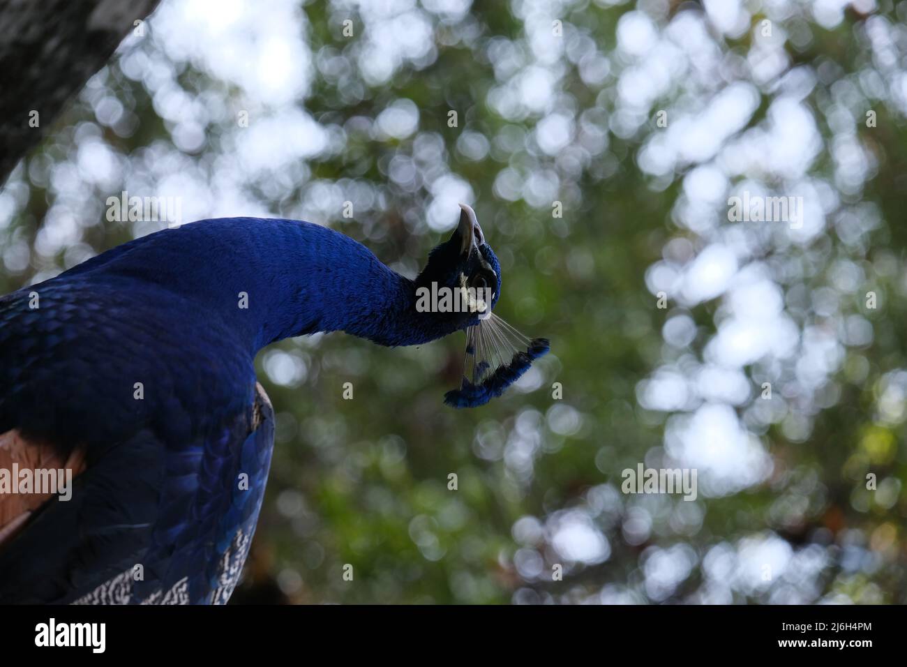 A beautiful peafowl is intrigued by a camera Stock Photo
