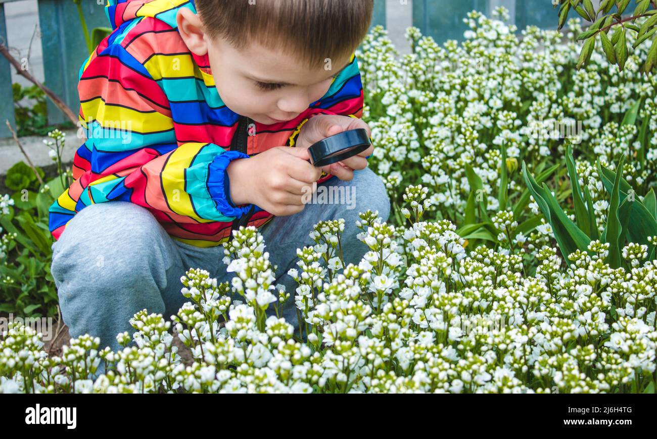 The child looks through a magnifying glass at the flowers Zoom in. selective focus. Stock Photo