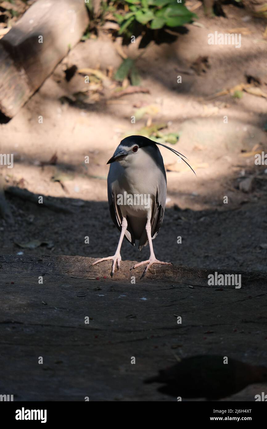 Funny looking headless bird (probably of a heron family) looks to camera while standing firm Stock Photo