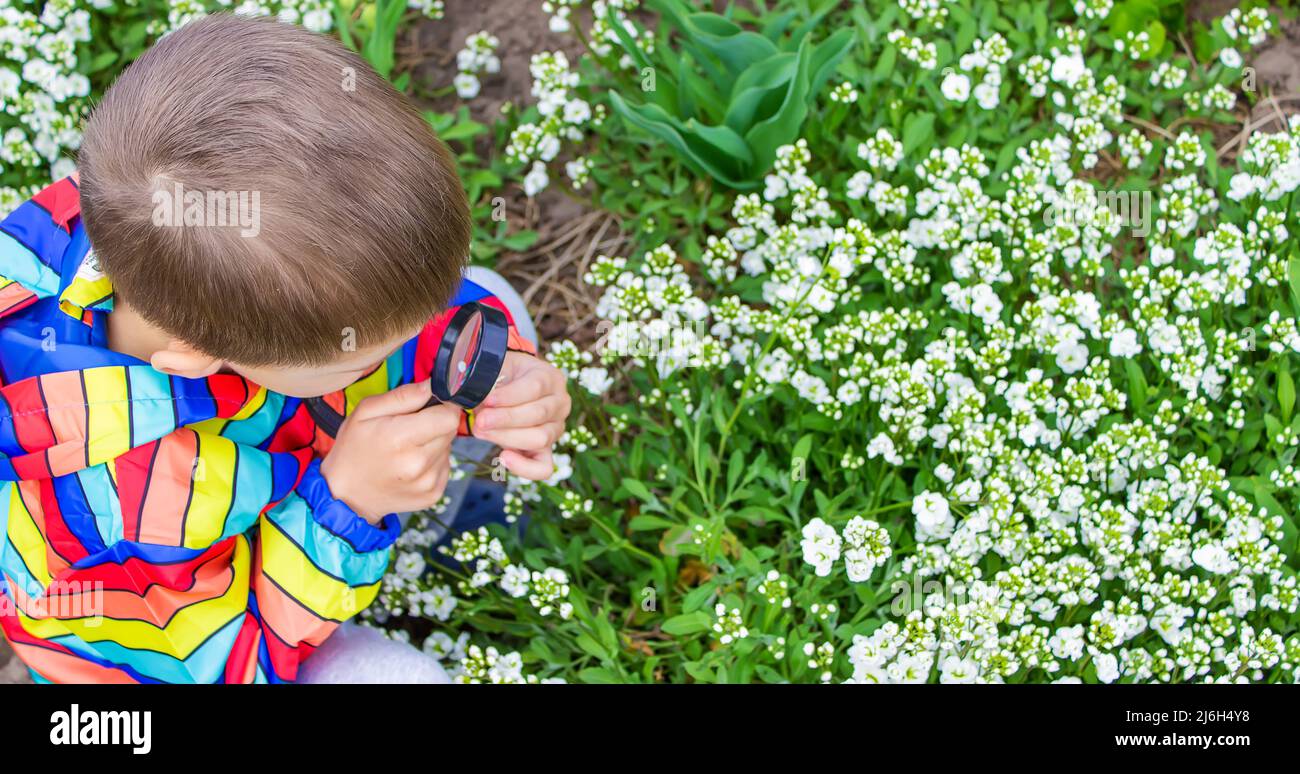 The child looks through a magnifying glass at the flowers Zoom in. selective focus. Stock Photo