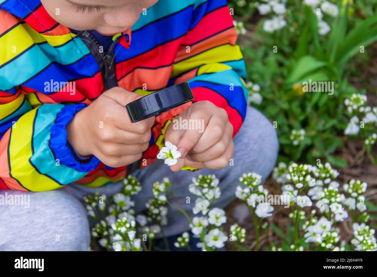 The child looks through a magnifying glass at the flowers Zoom in. selective focus. Stock Photo