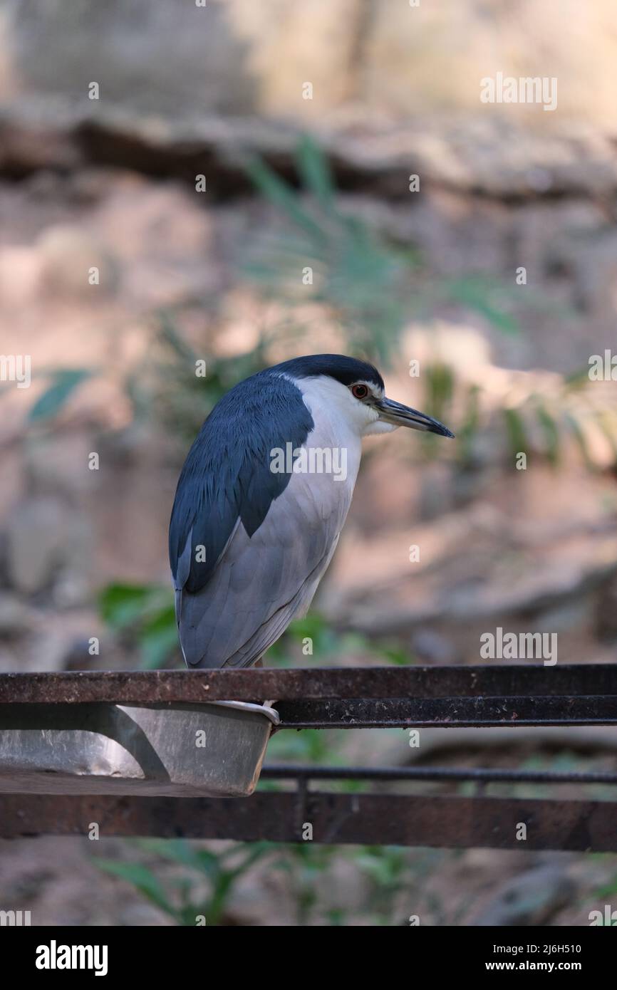 Funny looking bird of a heron family, fat and satisfied, observes cameraman lazily Stock Photo