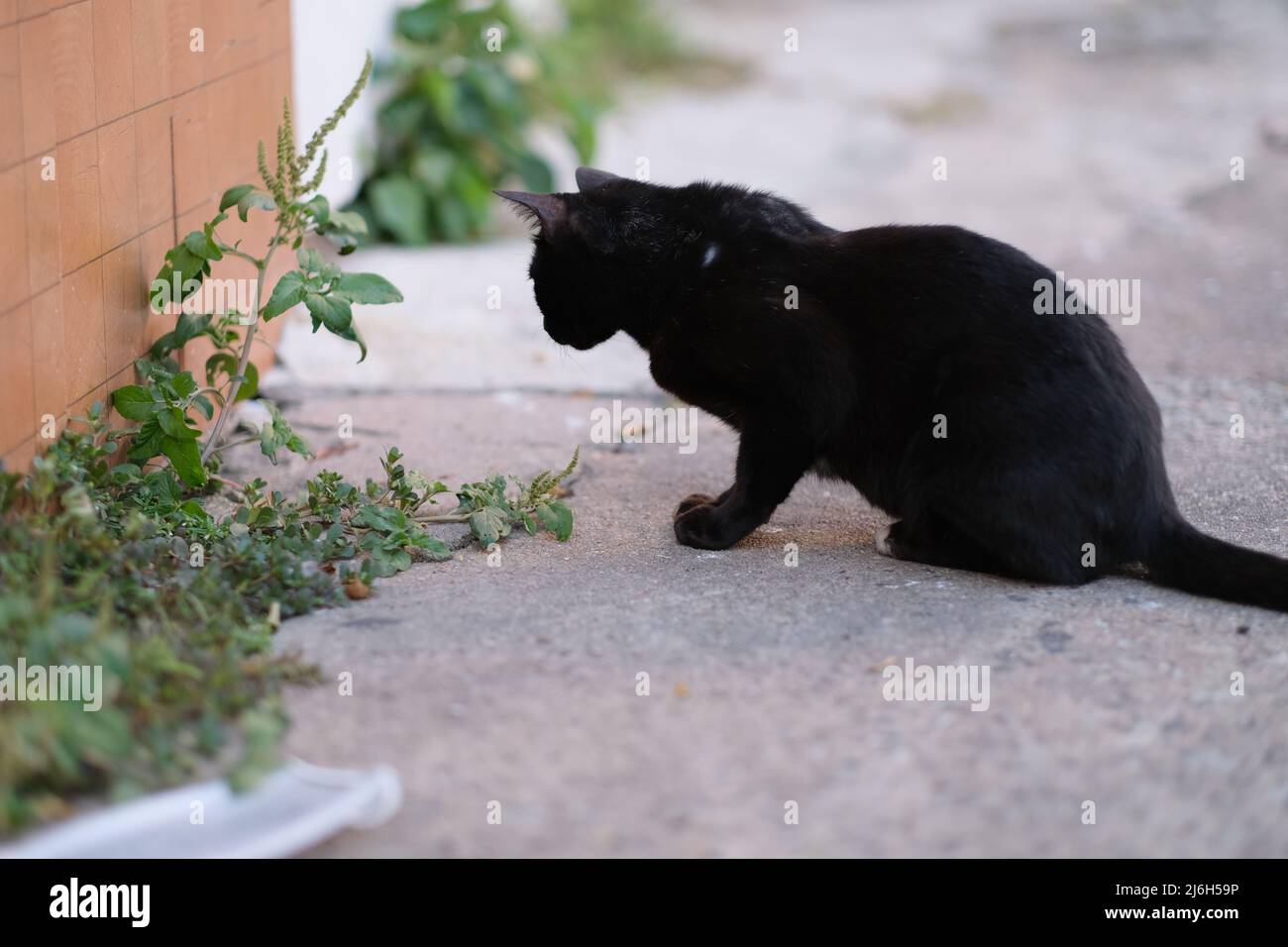 A stray cat is hunting a mice Stock Photo
