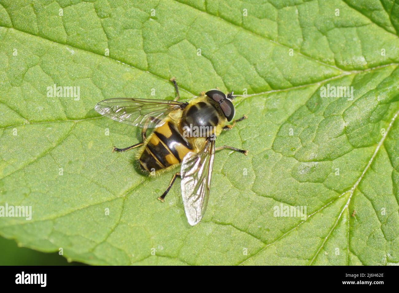 Close up male hoverfly Myathropa florea. of family Syrphidae on a leaf