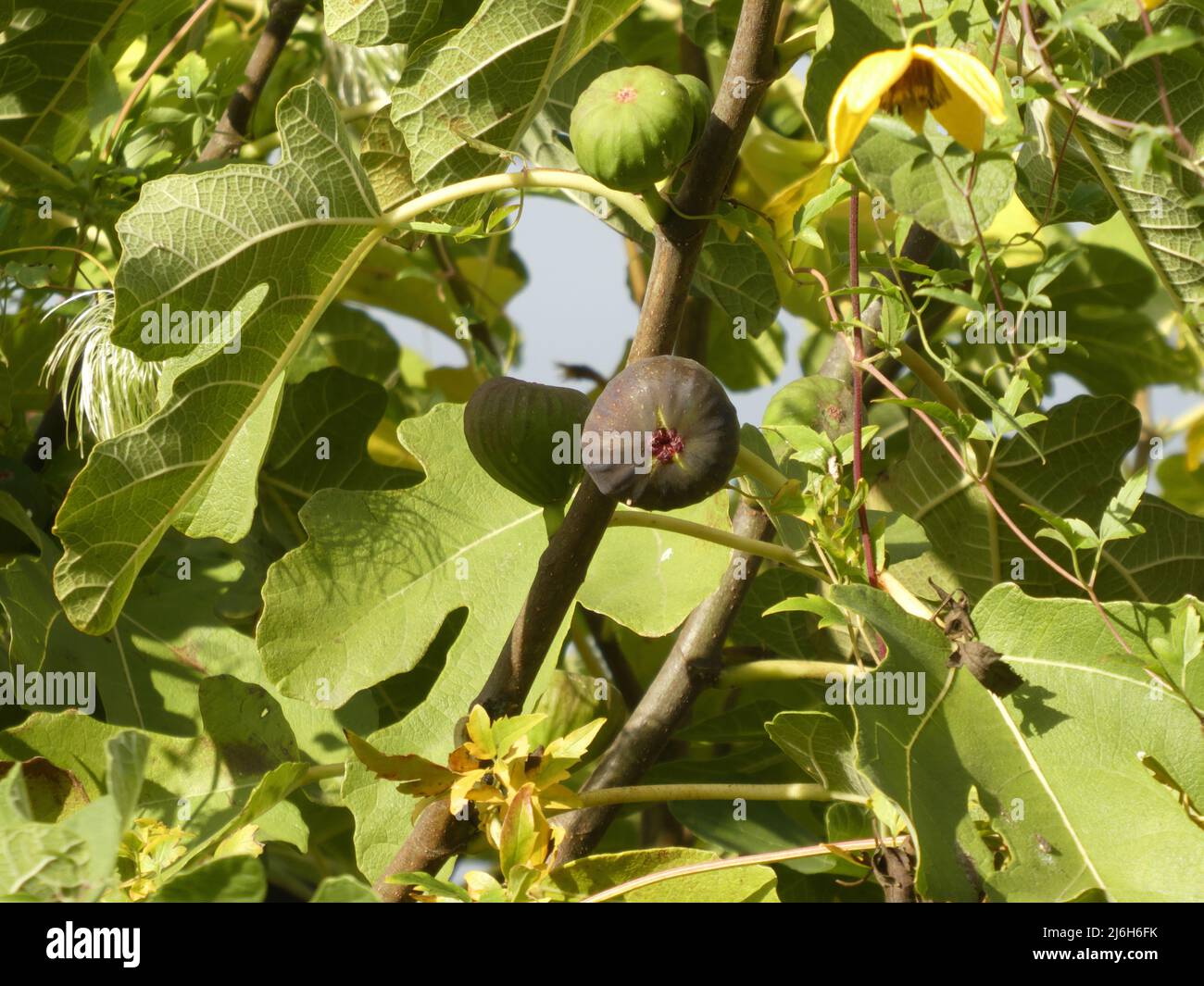 Delicious fig on fig tree Stock Photo Alamy