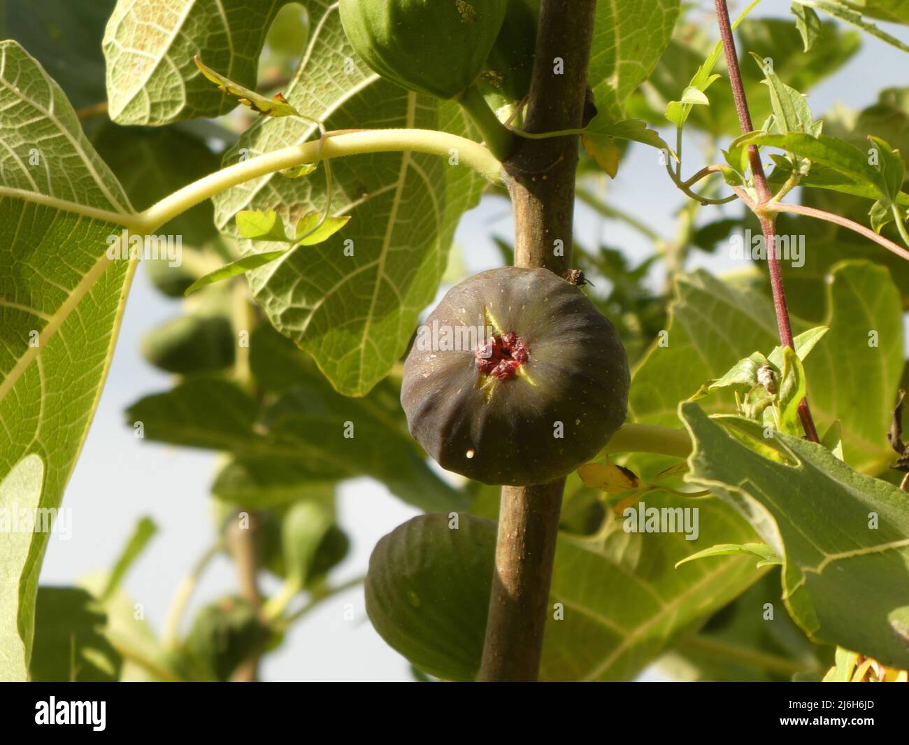 Delicious fig on fig tree Stock Photo Alamy