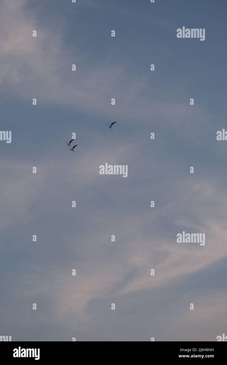 Three sea gulls are flying in unison in a late evening sky Stock Photo