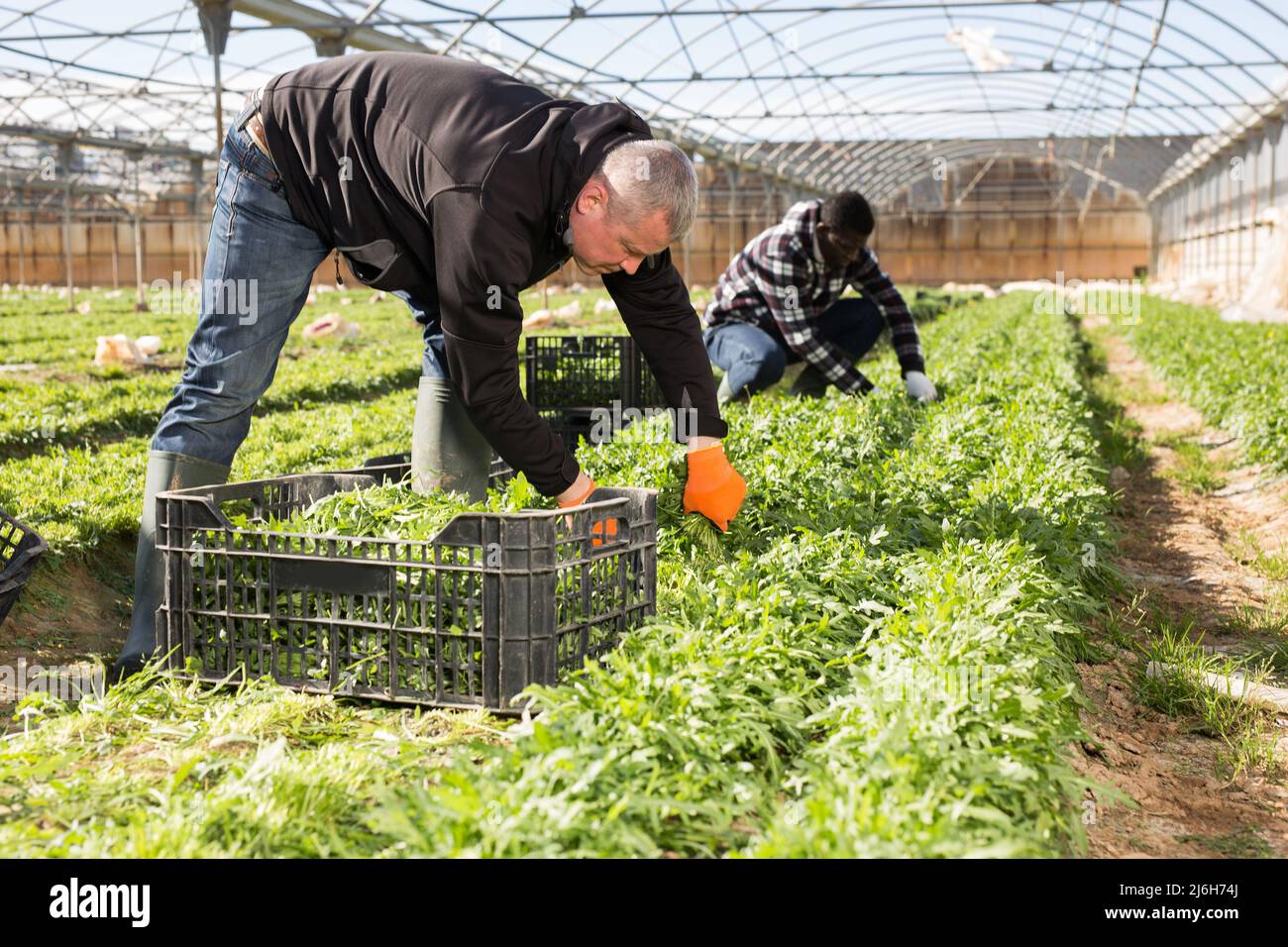 Glasshouse owner gathering in crops of arugula Stock Photo Alamy