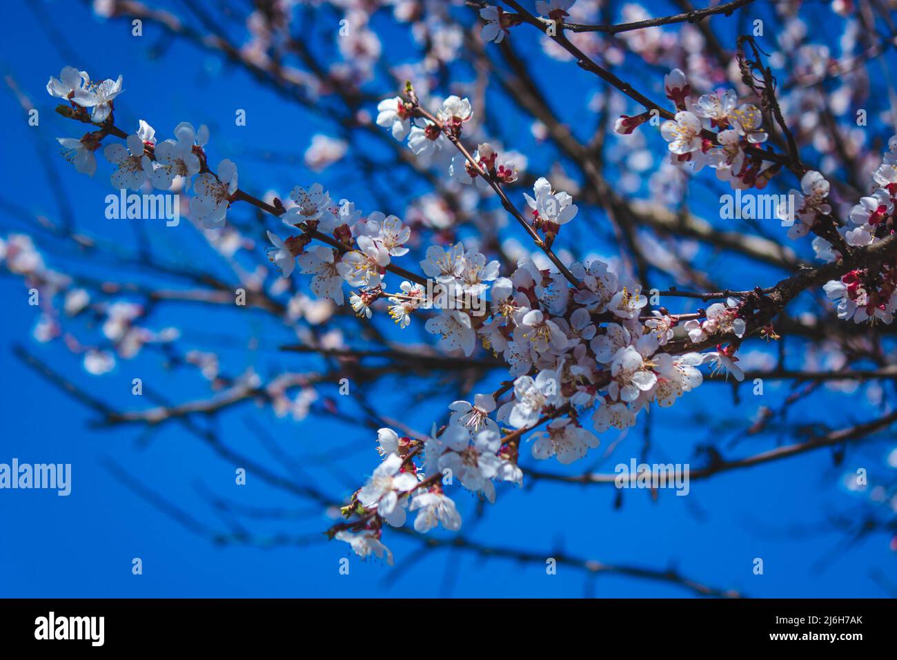 flowering tree at spring. pollination by bees. selective focus Stock ...