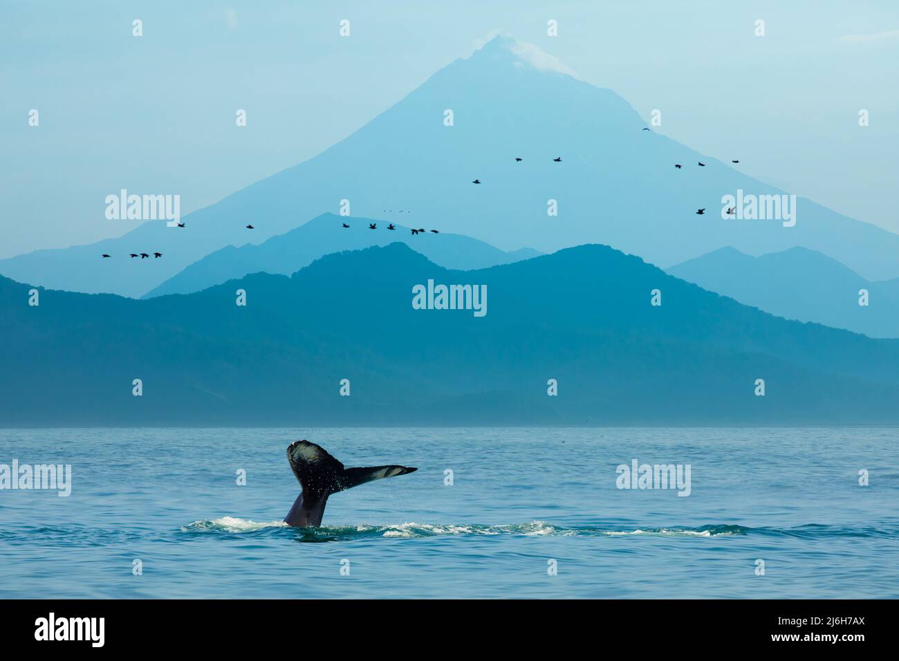 Whale flukes in blue mountains and sea of Kamchatka, Russia Stock Photo