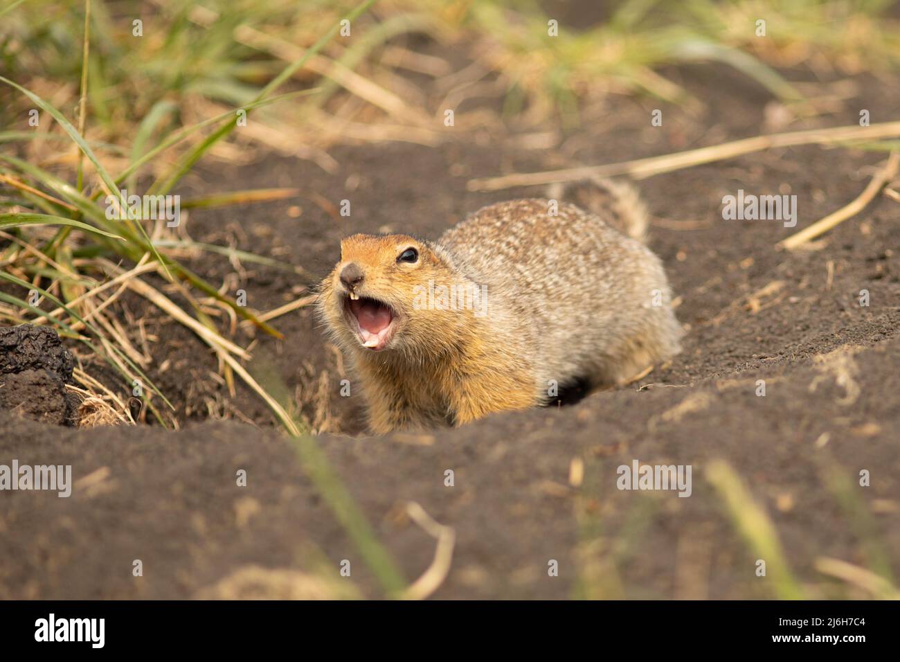 Screaming Arctic ground squirrel or parka in Kamchatka near Tolbachik volcano, Russia Stock Photo