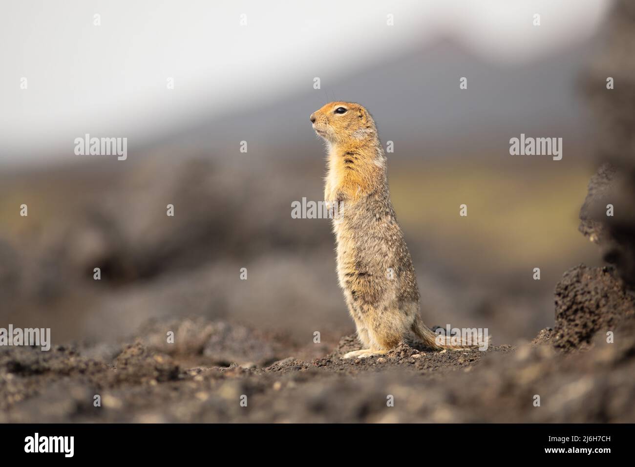 Standing Arctic ground squirrel or parka in Kamchatka near Tolbachik volcano, Russia Stock Photo