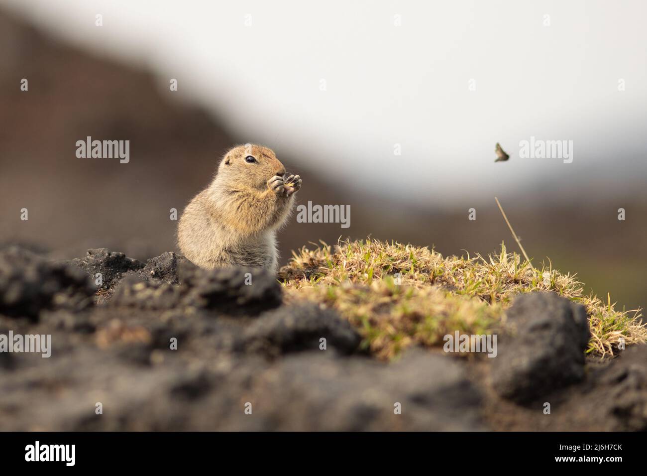 Sitting Arctic ground squirrel or parka in Kamchatka near Tolbachik volcano Stock Photo