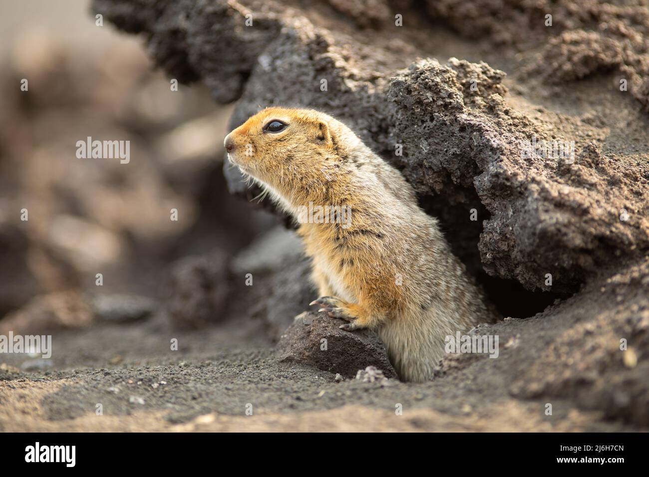 Arctic ground squirrel or parka in Kamchatka near Tolbachik volcano, Russia Stock Photo