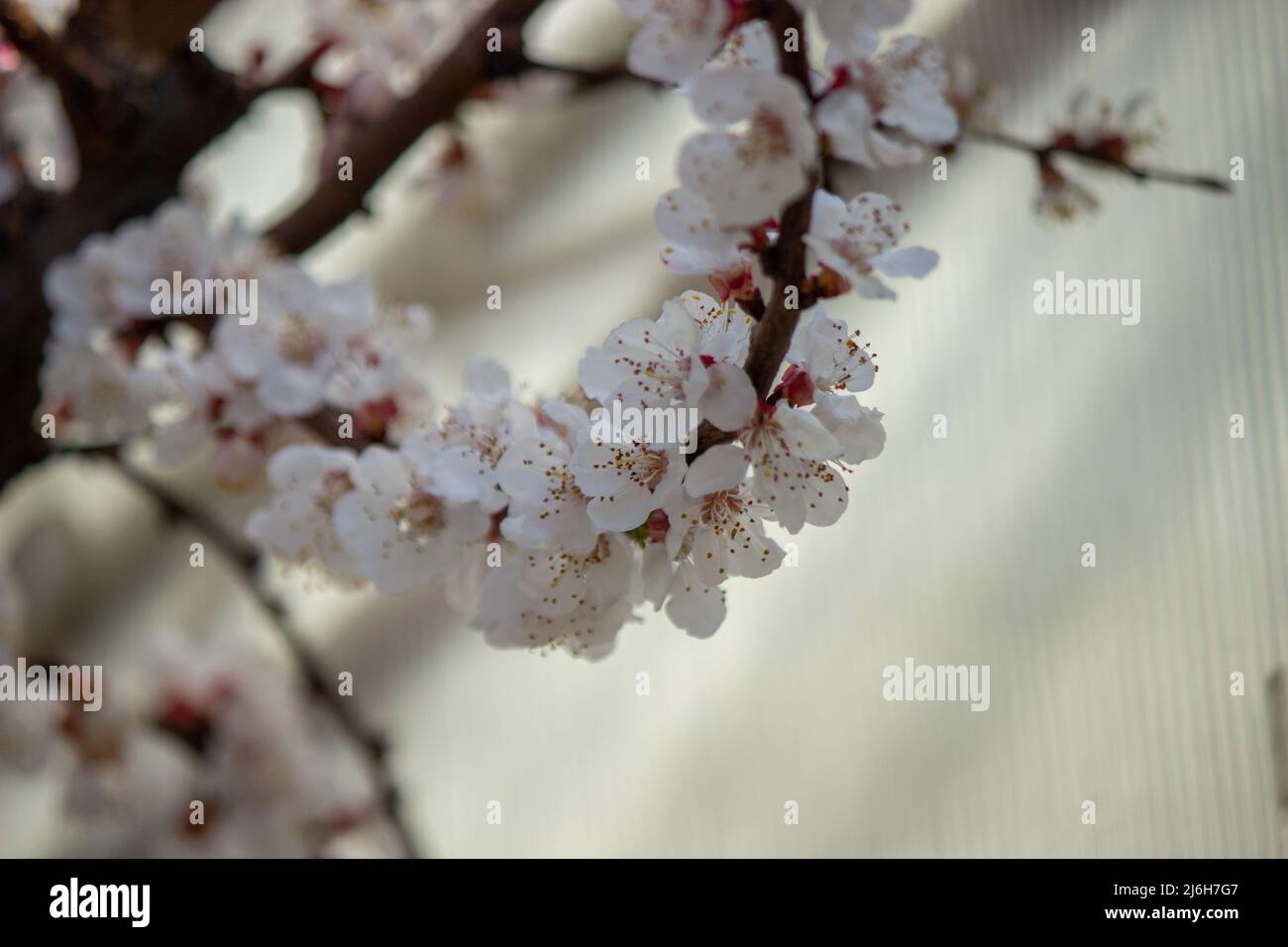 flowering tree at spring. pollination by bees. selective focus Stock ...
