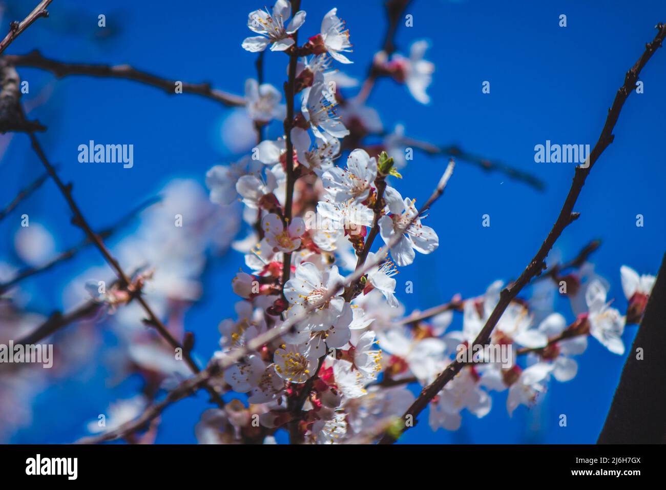 flowering tree at spring. pollination by bees. selective focus Stock ...
