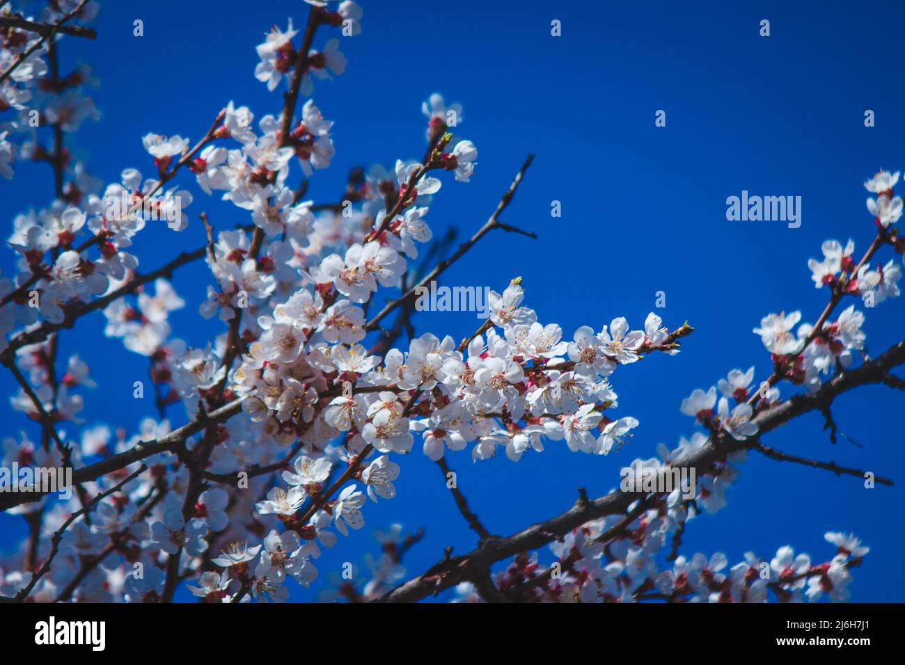 flowering tree at spring. pollination by bees. selective focus Stock ...