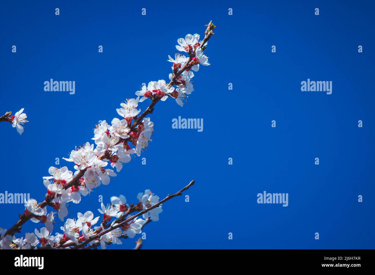flowering tree at spring. pollination by bees. selective focus Stock ...