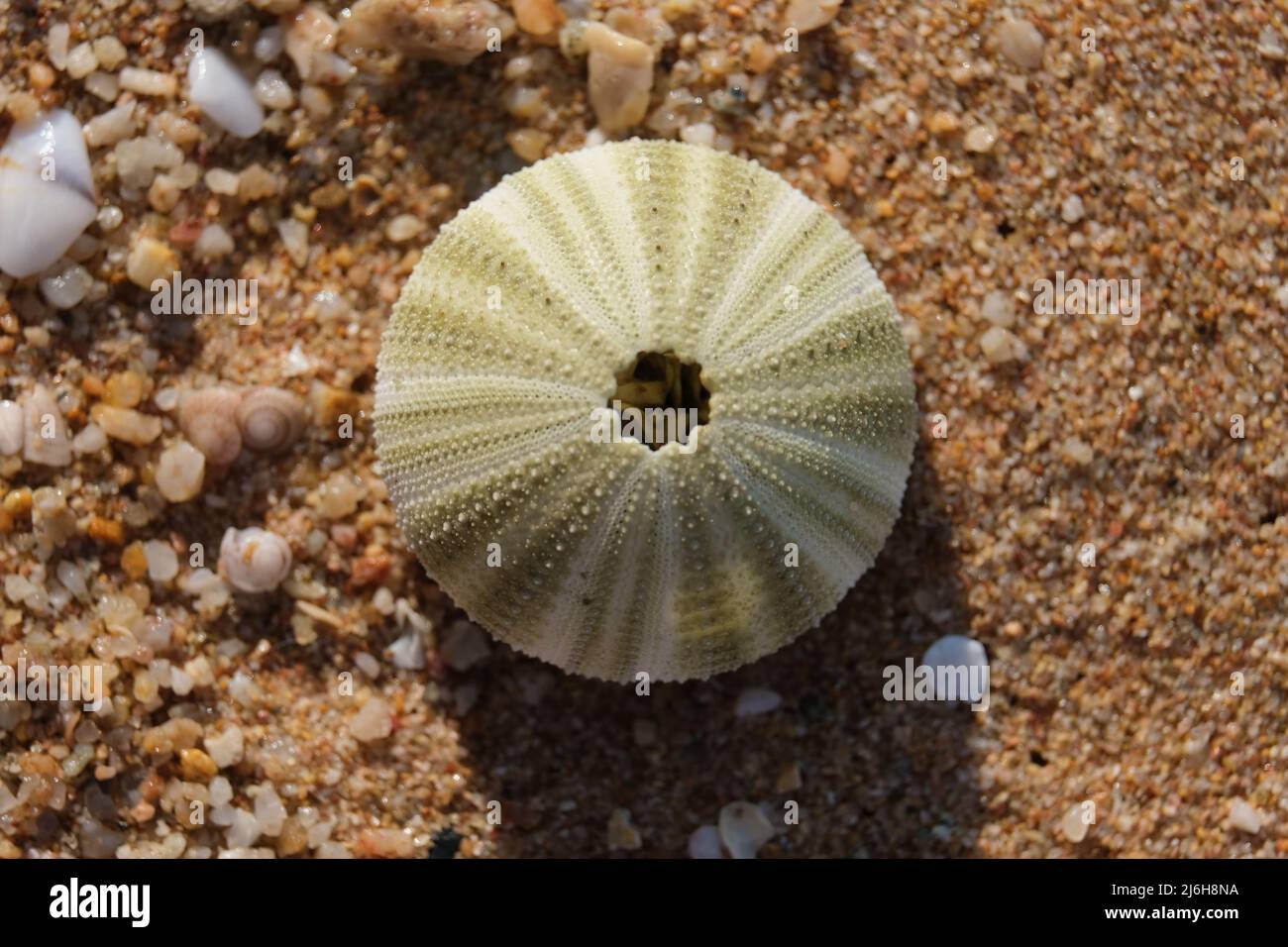 A perfectly round, intricately decorated shell of a little sea creature Stock Photo