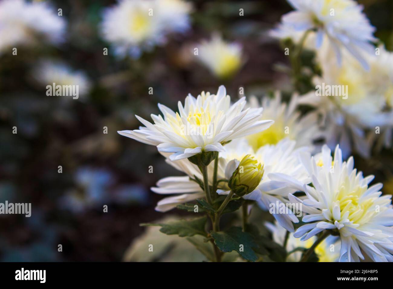 close up Chrysanthemum flower . White flowers in the garden . This flower grow in the winter and likes cold weather . this is a kinds of Asian flower Stock Photo