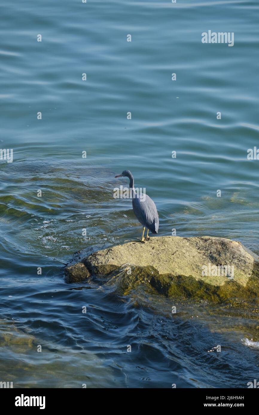 A big bird of heron family is fishing from rock in a shallow sea Stock Photo