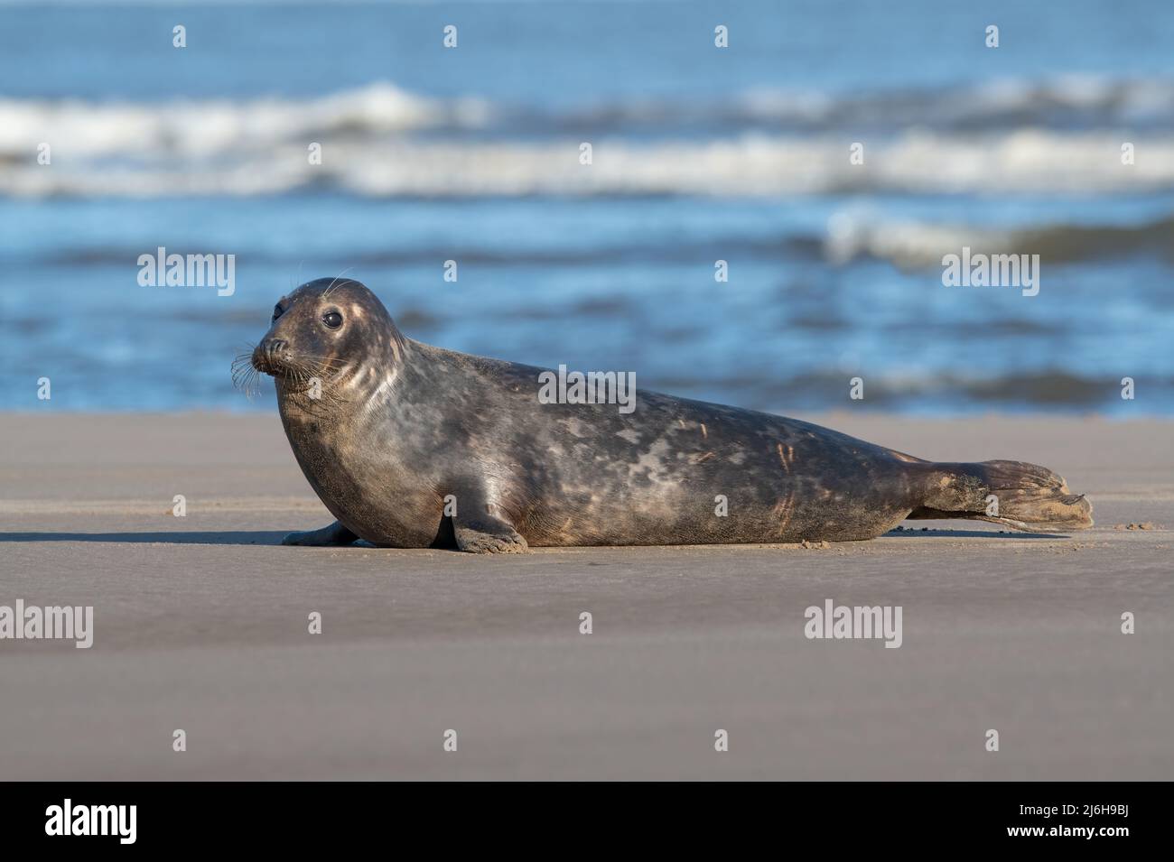 Atlantic Grey Seal (Halichoerus grypus) on a beach in pupping season Stock Photo