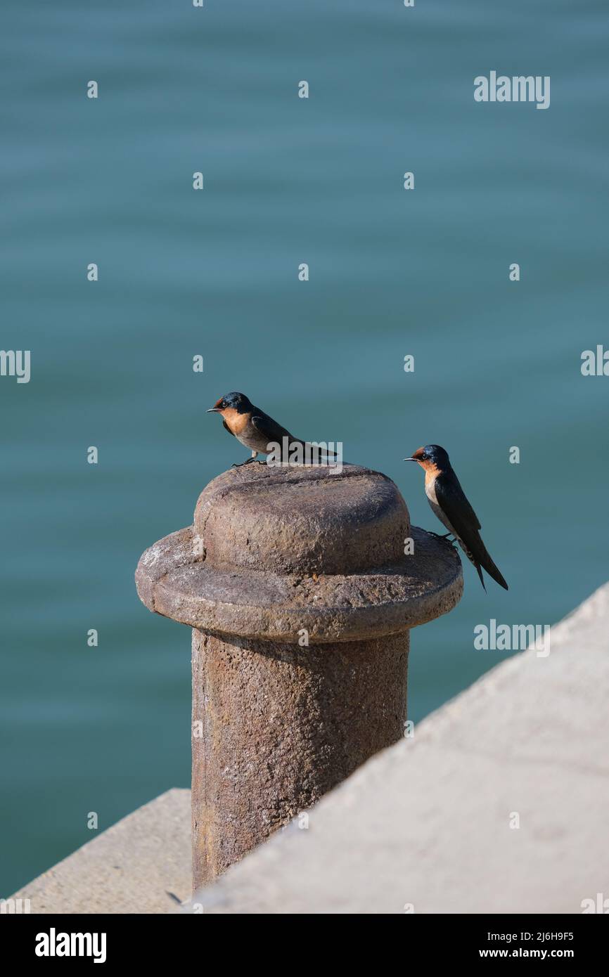 Two colorful little birds are resting on a rusty metal pole in front of blurred sea Stock Photo