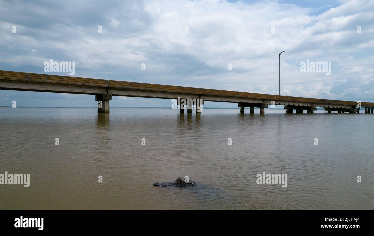 American Alligator in Mobile Bay Stock Photo Alamy