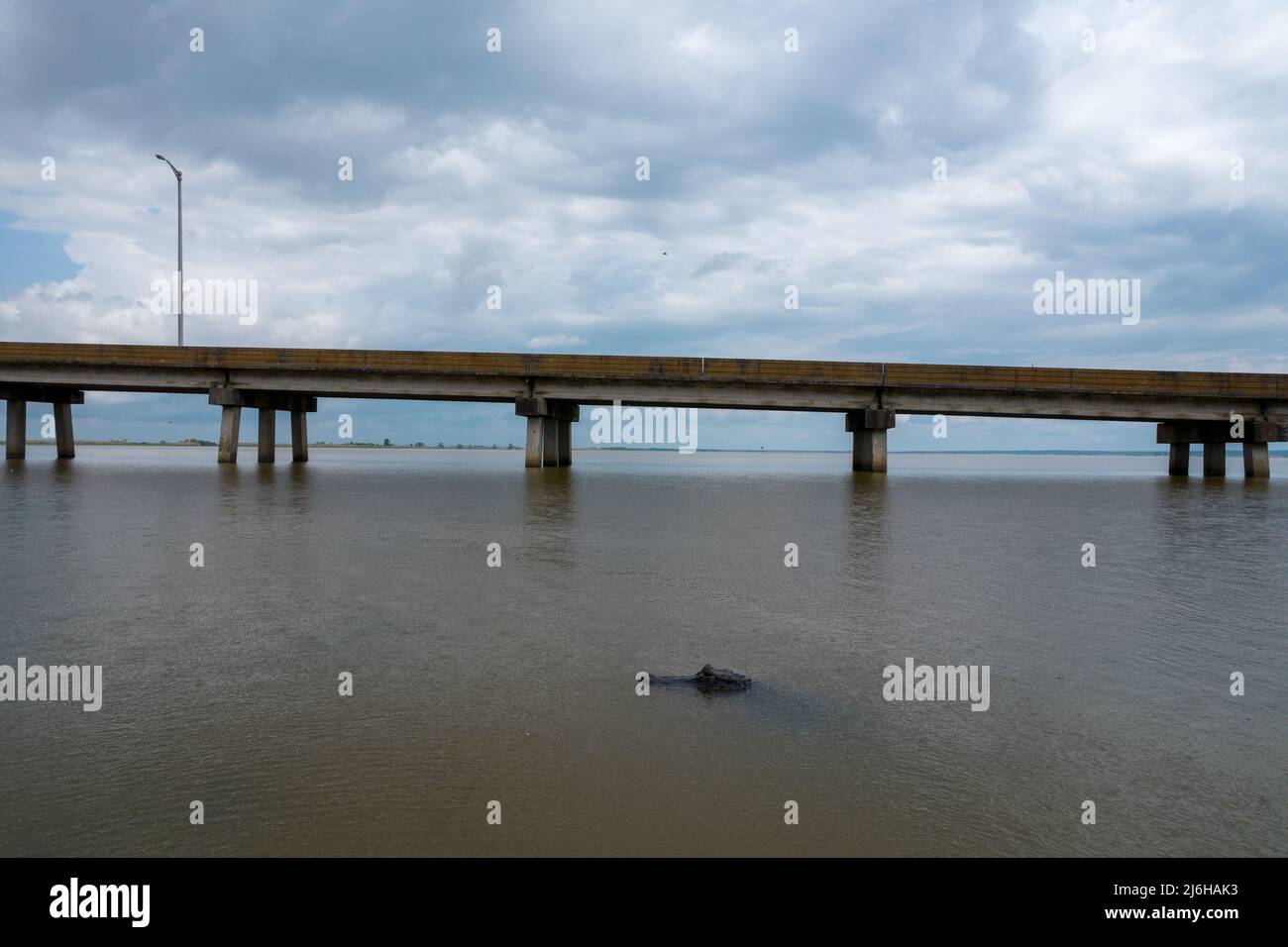 American Alligator in Mobile Bay Stock Photo Alamy