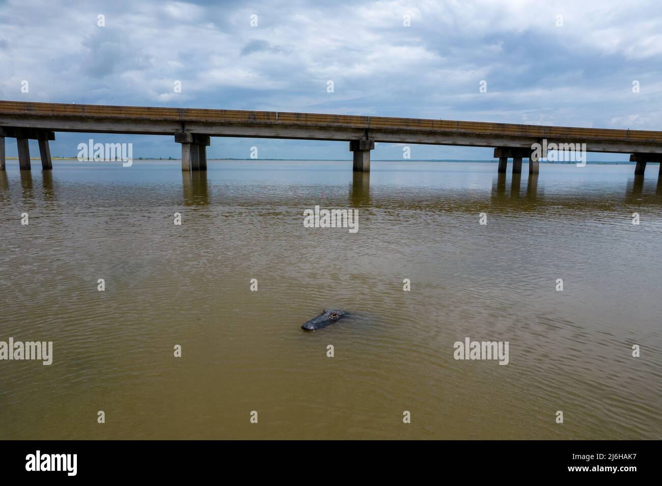 American Alligator in Mobile Bay Stock Photo Alamy