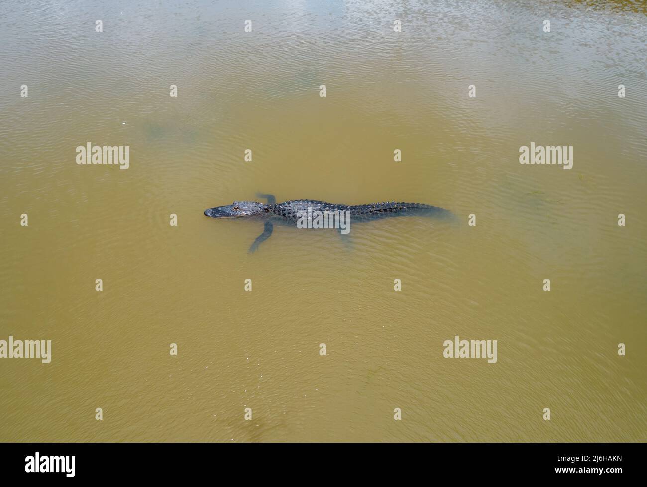 American Alligator in Mobile Bay Stock Photo Alamy